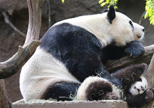 娱乐吃瓜酱大熊猫生气